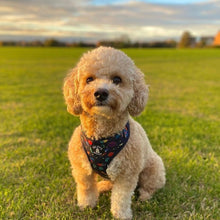 Load image into Gallery viewer, Harness Set - Out of this World