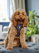 Load image into Gallery viewer, Collar - Polka Dog (Black)
